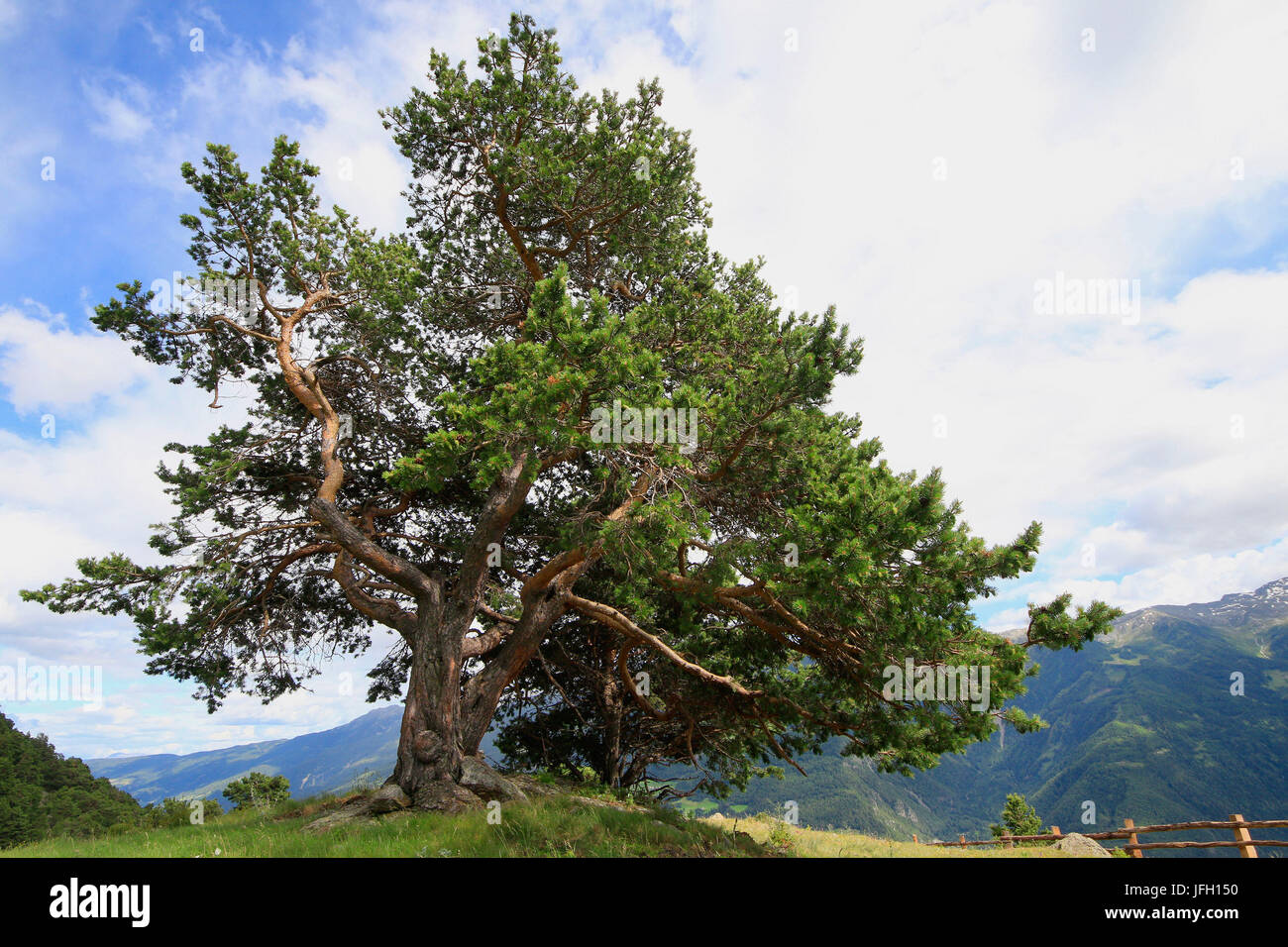 Swiss pine, Pinus cembra, on hill Stock Photo