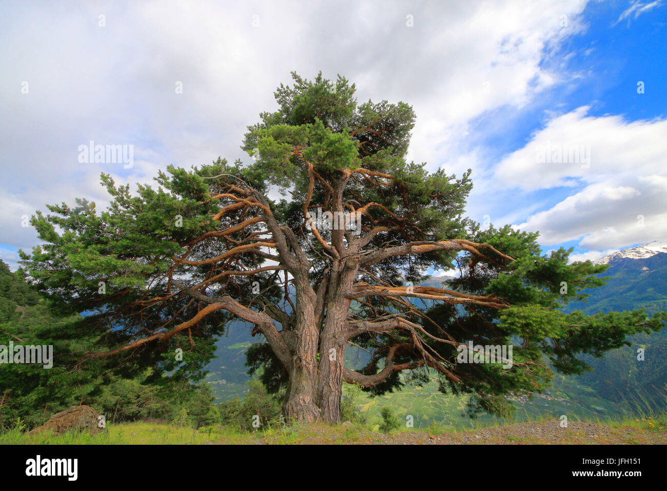 Swiss pine, Pinus cembra, in the alps Stock Photo