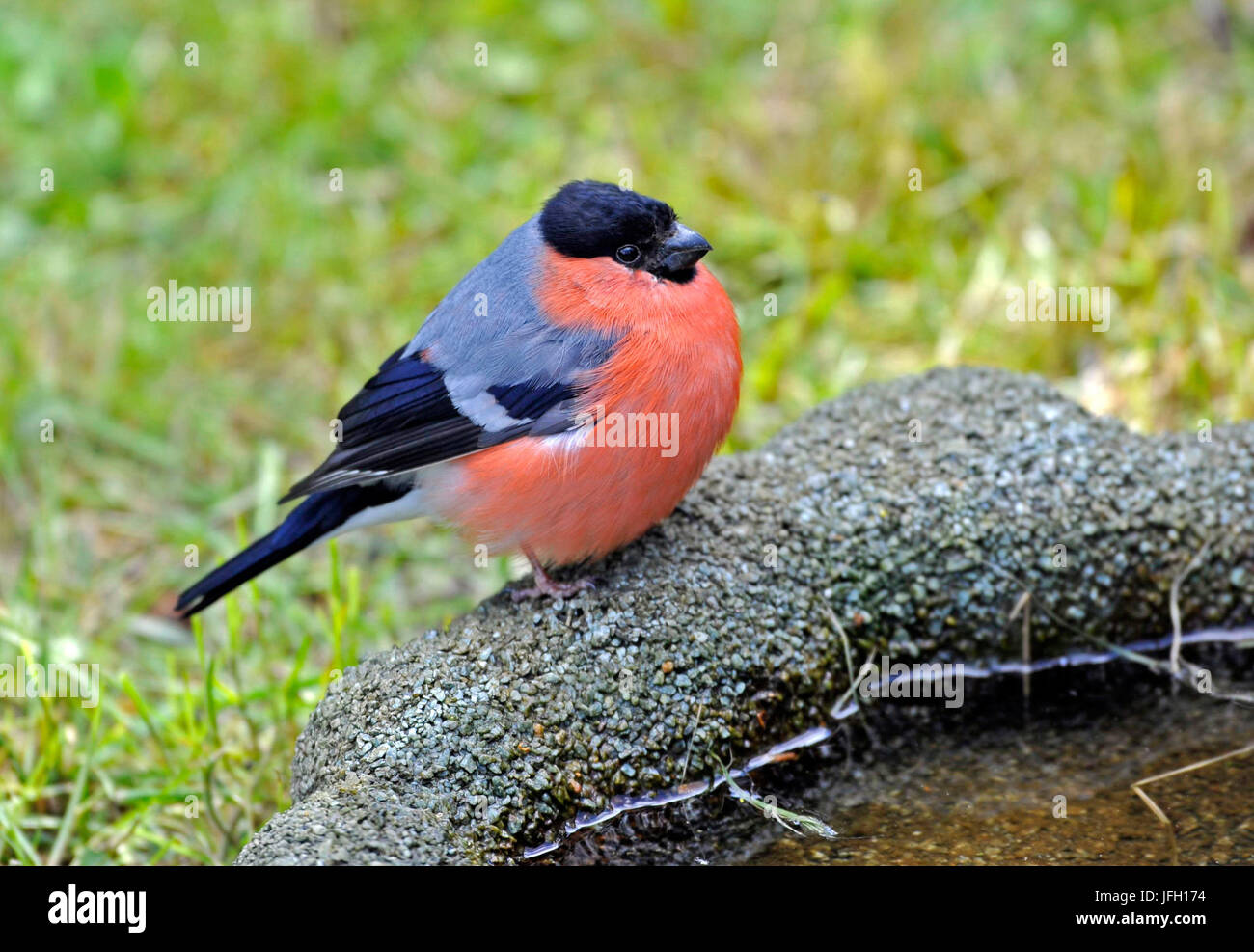 Bullfinch - male, also bullfinch, Pyrrhula pyrrhula, in the Vogel's drinks in the garden Stock Photo