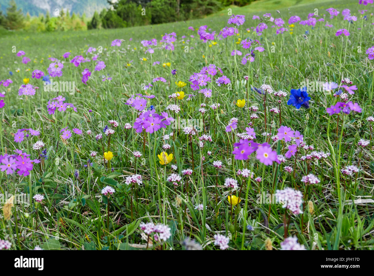 Plant variety of a meadow on montaner to subalpiner step in the spring, Upper Bavaria Stock Photo