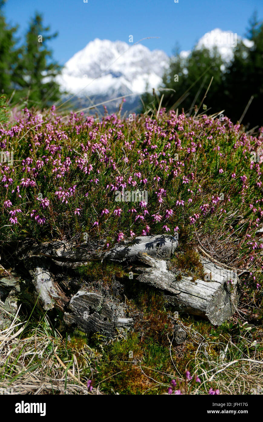 blossoming snow moor in the spring on sawed off mountain pine branch, background lime alps, Upper Bavaria Stock Photo
