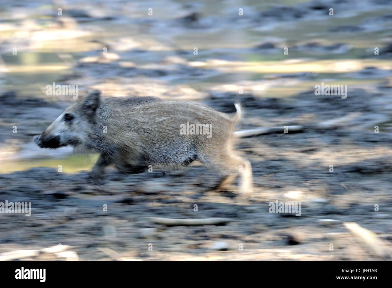 Wild boar, Sus scrofa, sow, blur, Stock Photo
