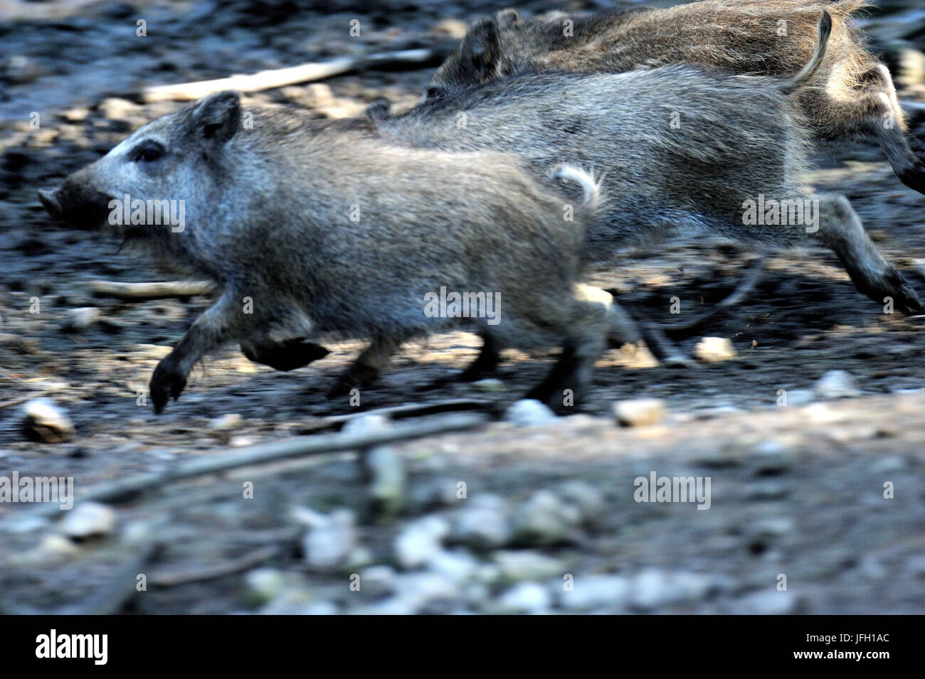 Wild boar, Sus scrofa, making a mess, blur, Stock Photo