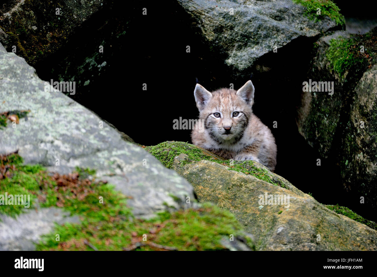Rocks, lynx, Lynx lynx, sit, view camera, Stock Photo