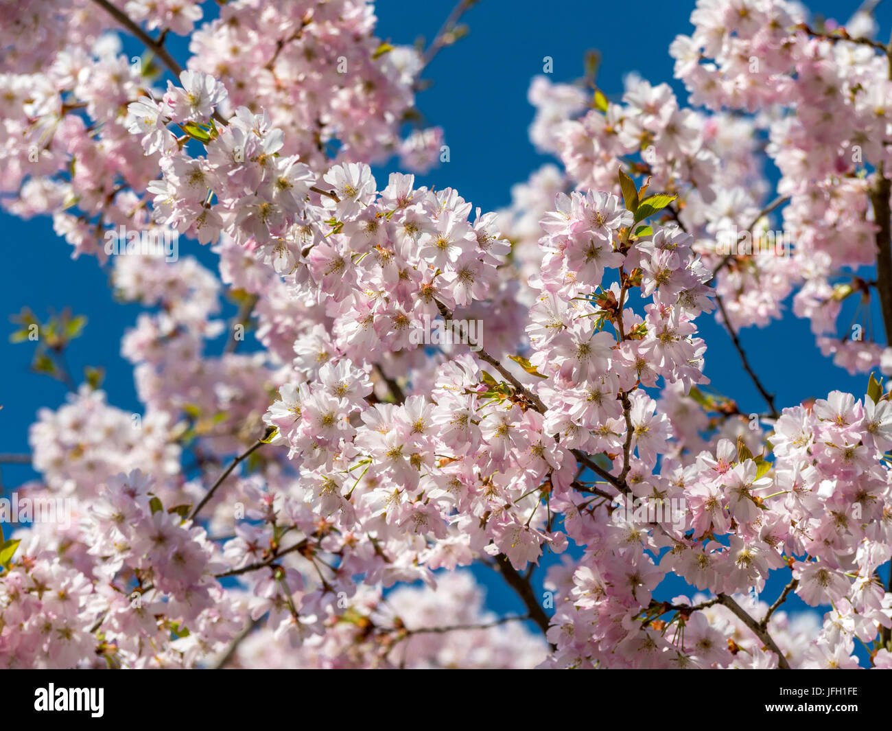 Cherry tree in full blossom, Munich, Germany, Europe Stock Photo