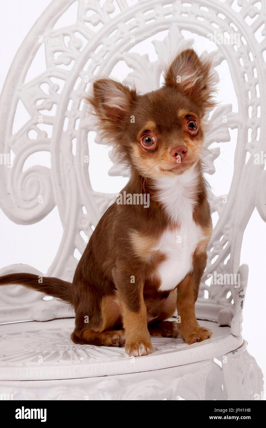 Long Hair Chihuahua Stock Photos Long Hair Chihuahua Stock