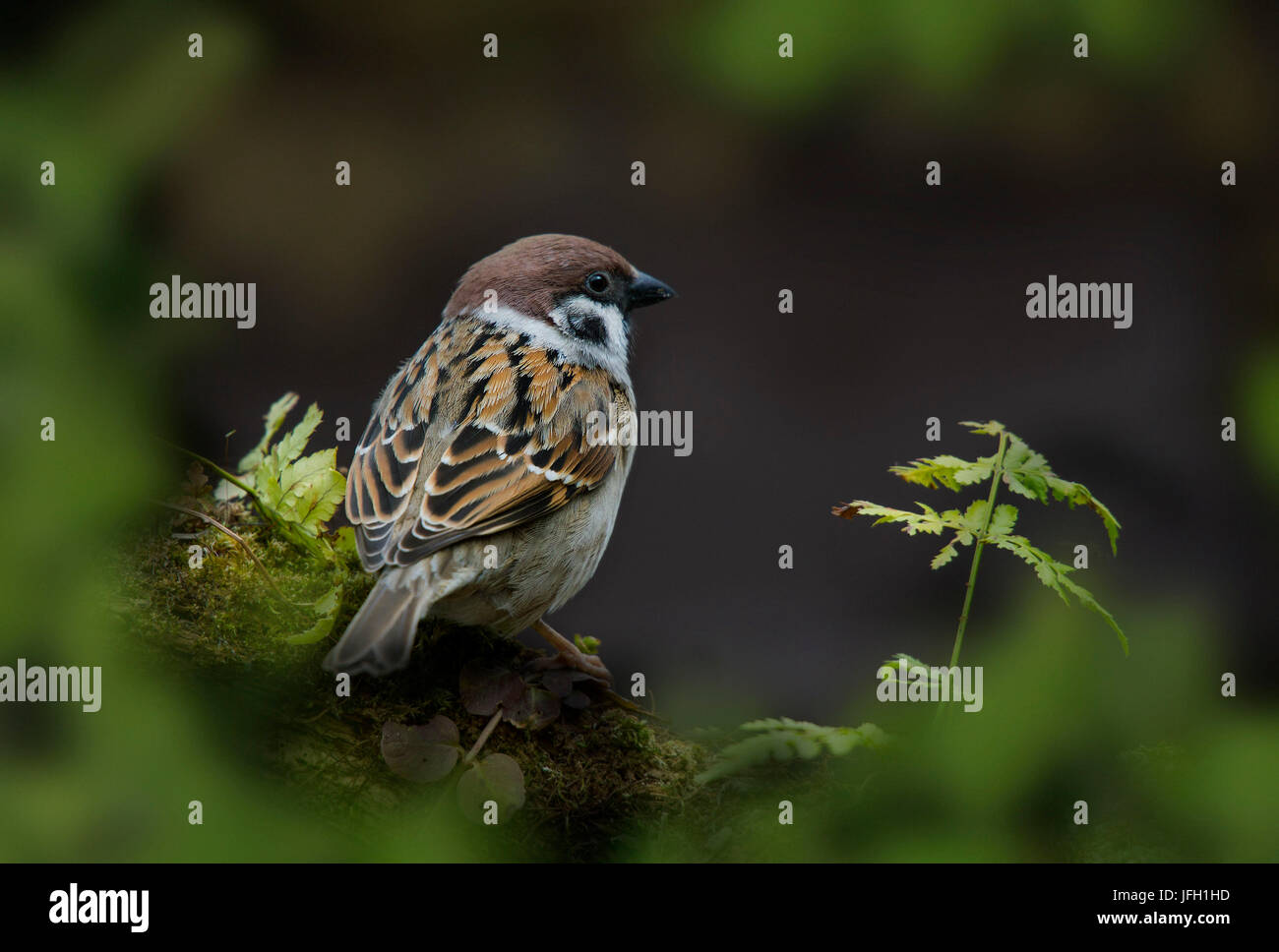 Field sparrow (Passer montanus) Stock Photo