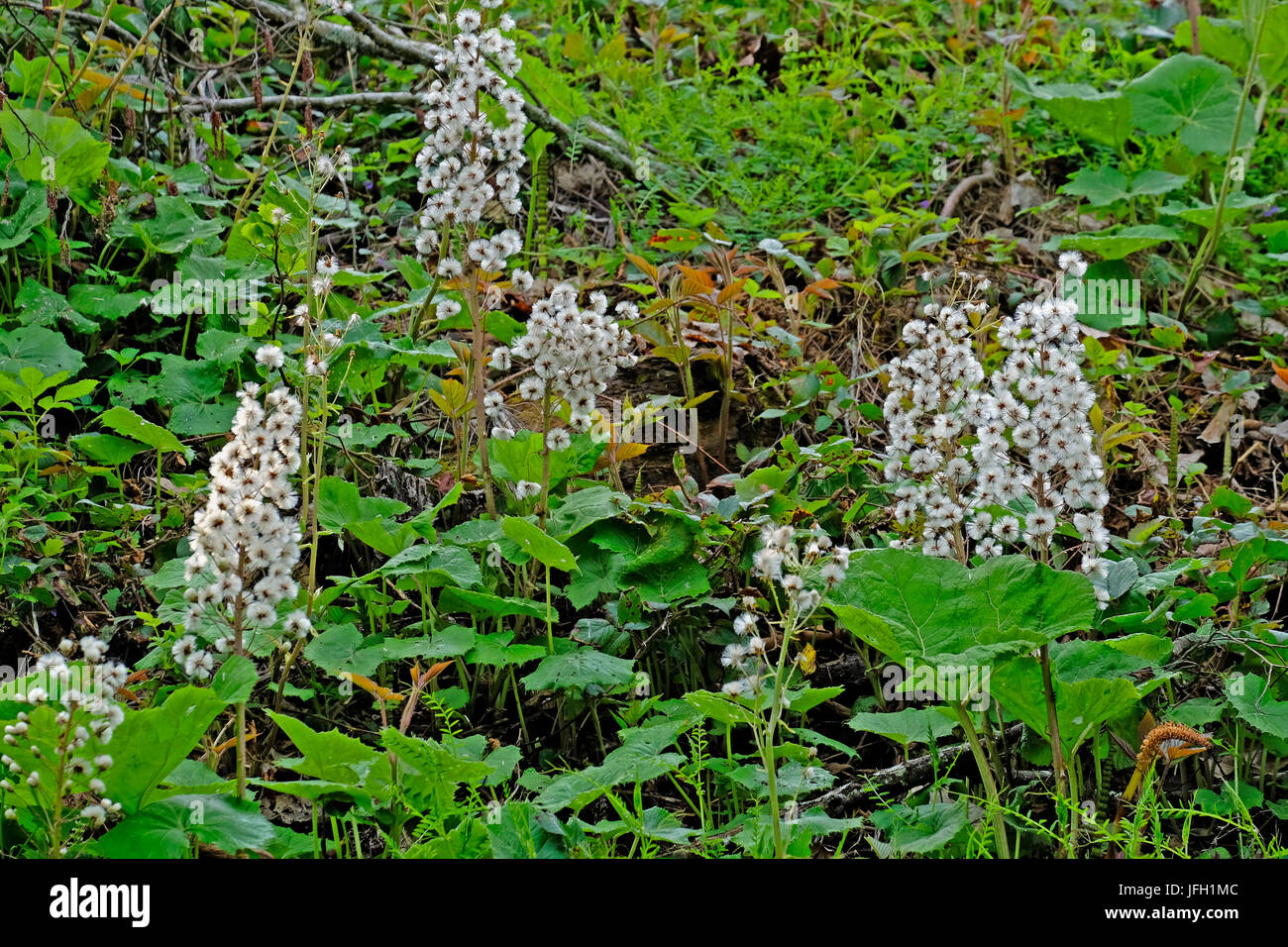 Pestwurz-Petasites hybridus