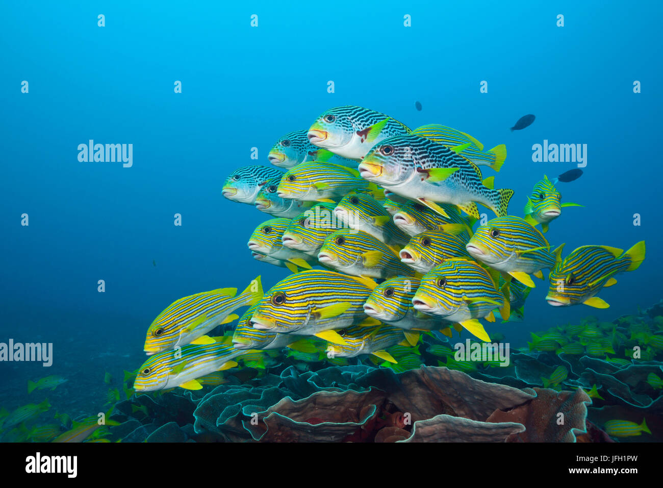 Fish tape hi-res stock photography and images - Alamy