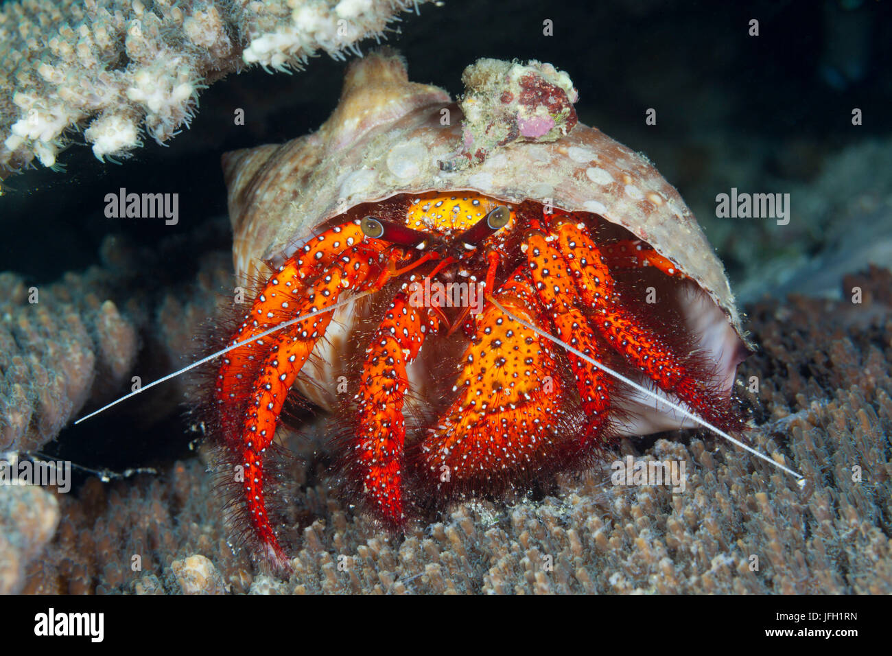 Red hermit crab, Dardanus megistos, ambon, the Moluccas, Indonesia Stock Photo