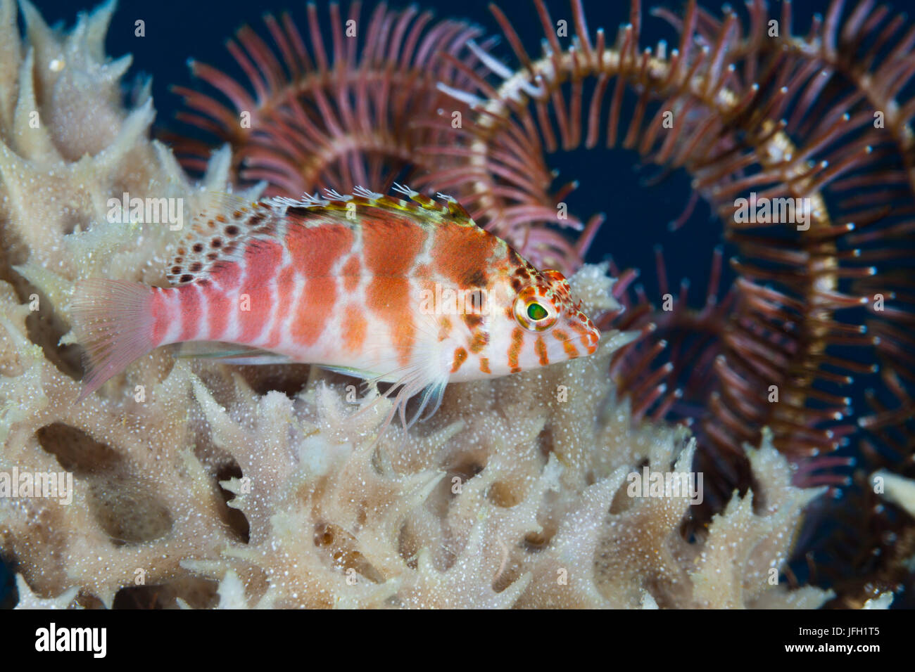 Thread fins coral guard, Cirrhitychthys aprinus, ambon, the Moluccas, Indonesia Stock Photo