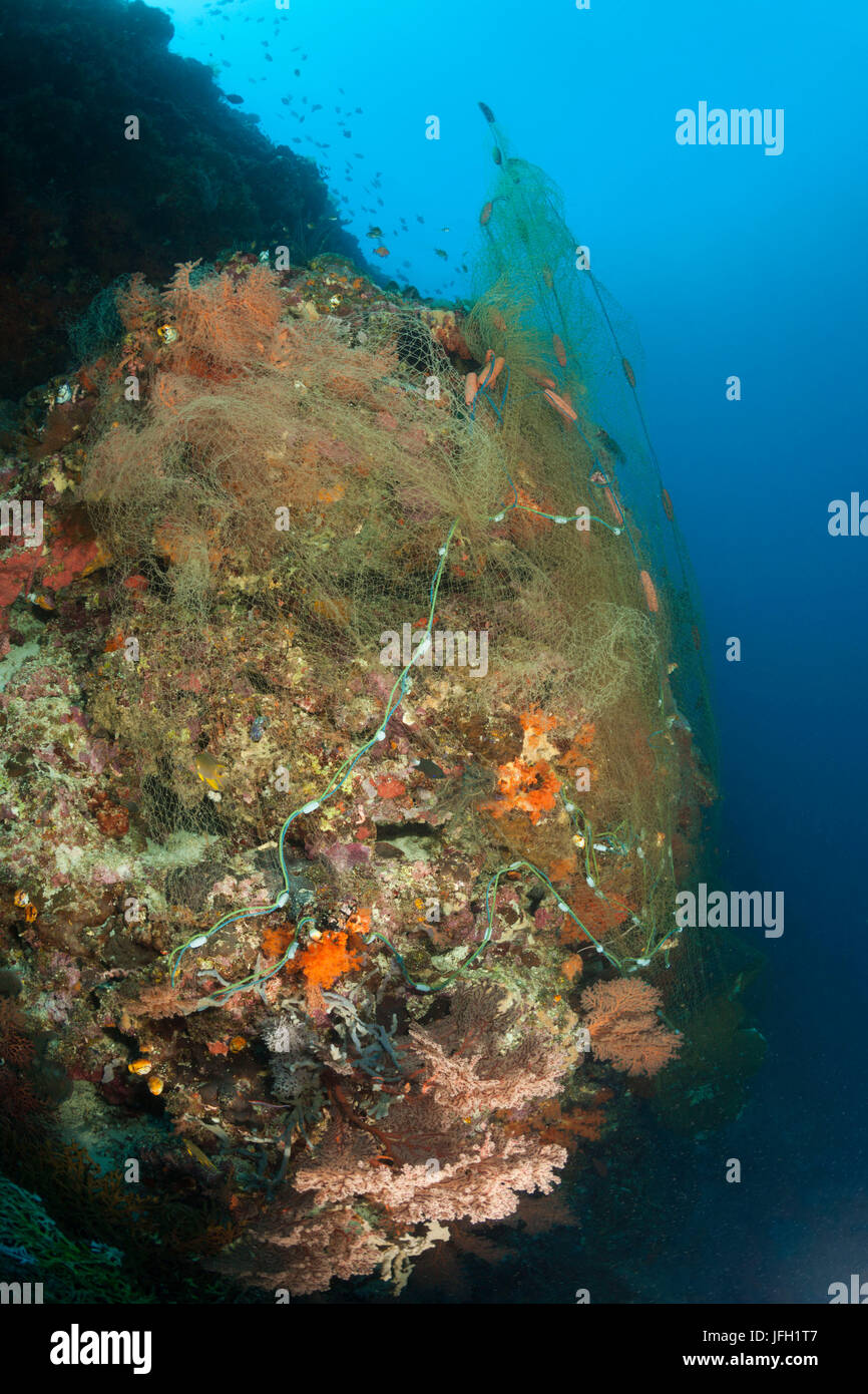 Lost fishing net covers coral reef, Indopazifik, Indonesia Stock Photo