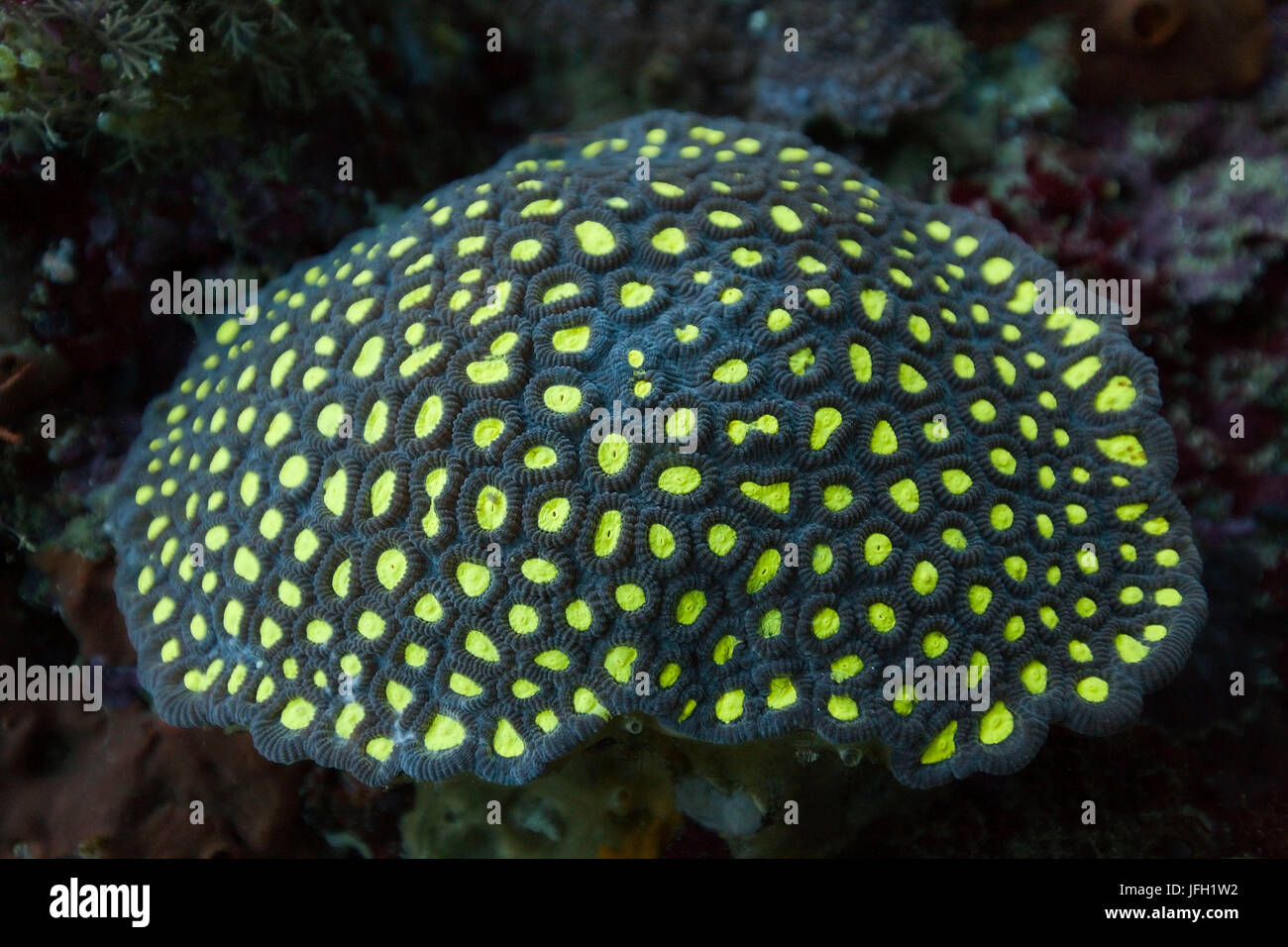 Fluorescent coral, ambon, the Moluccas, Indonesia Stock Photo