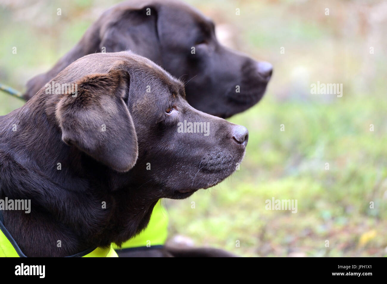 Hounds, bound, profile Stock Photo - Alamy