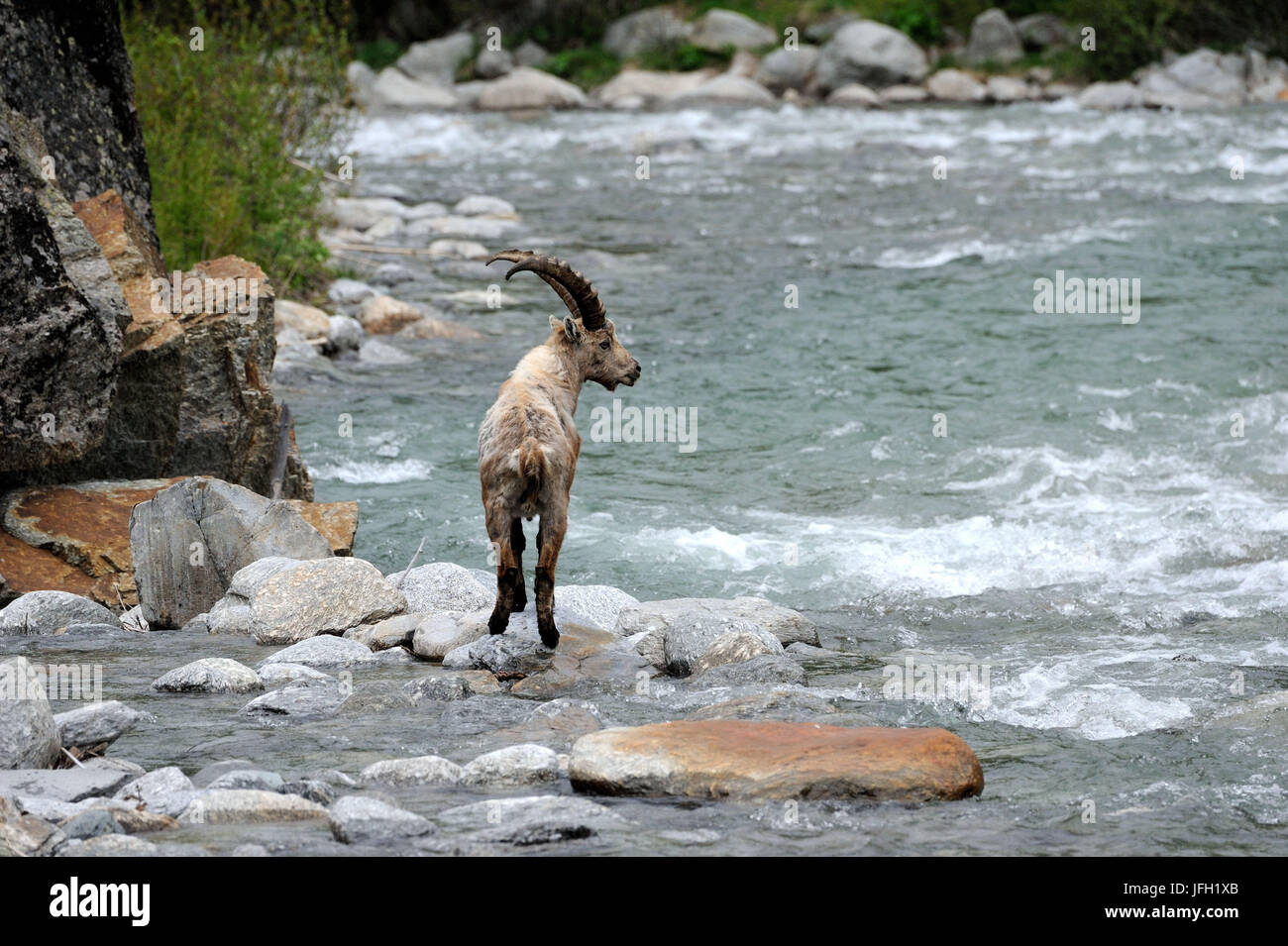 Riverside goats hi-res stock photography and images - Alamy