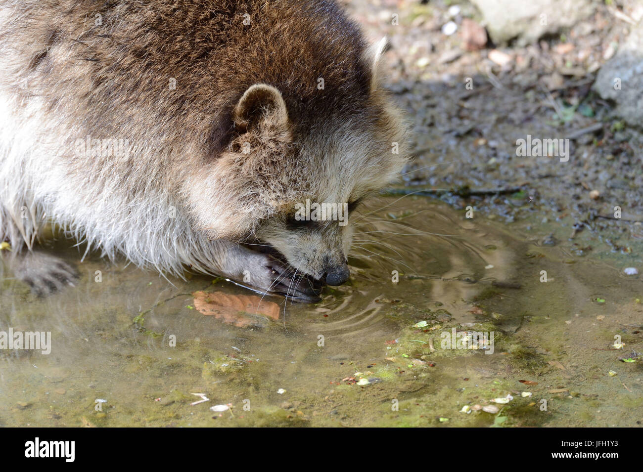 Racoon, water, detail, Stock Photo