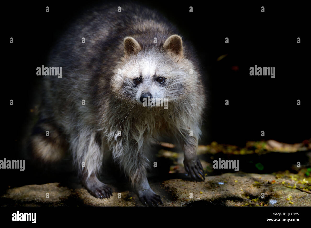 Racoon, fur, wet, Stock Photo