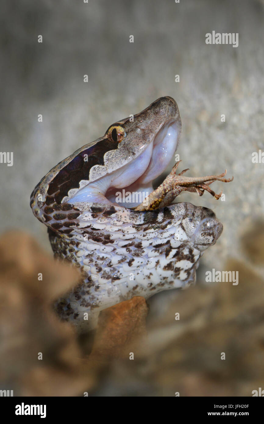 Malayan moccasin viper devours prey, Calloselasma rhodostoma, South-East Asia Stock Photo