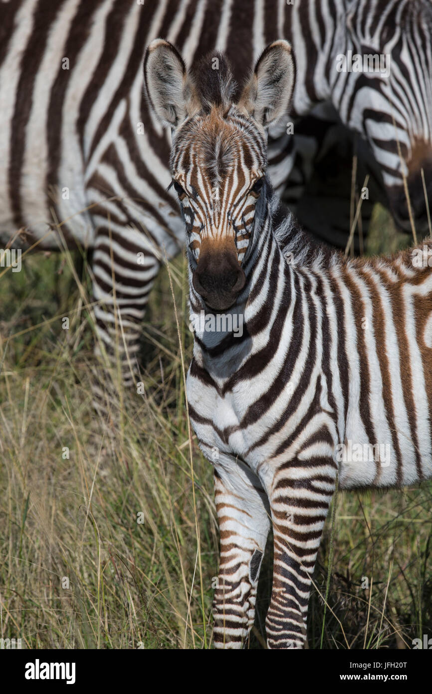 Kenya, nature reserve Masai of Mara, zebra Stock Photo