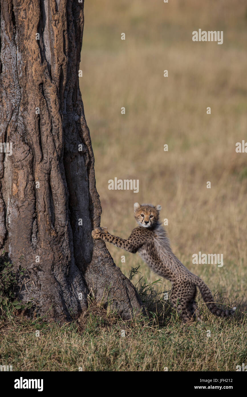 Kenya, nature reserve Masai of Mara, Maasai Mara, cheetah Stock Photo