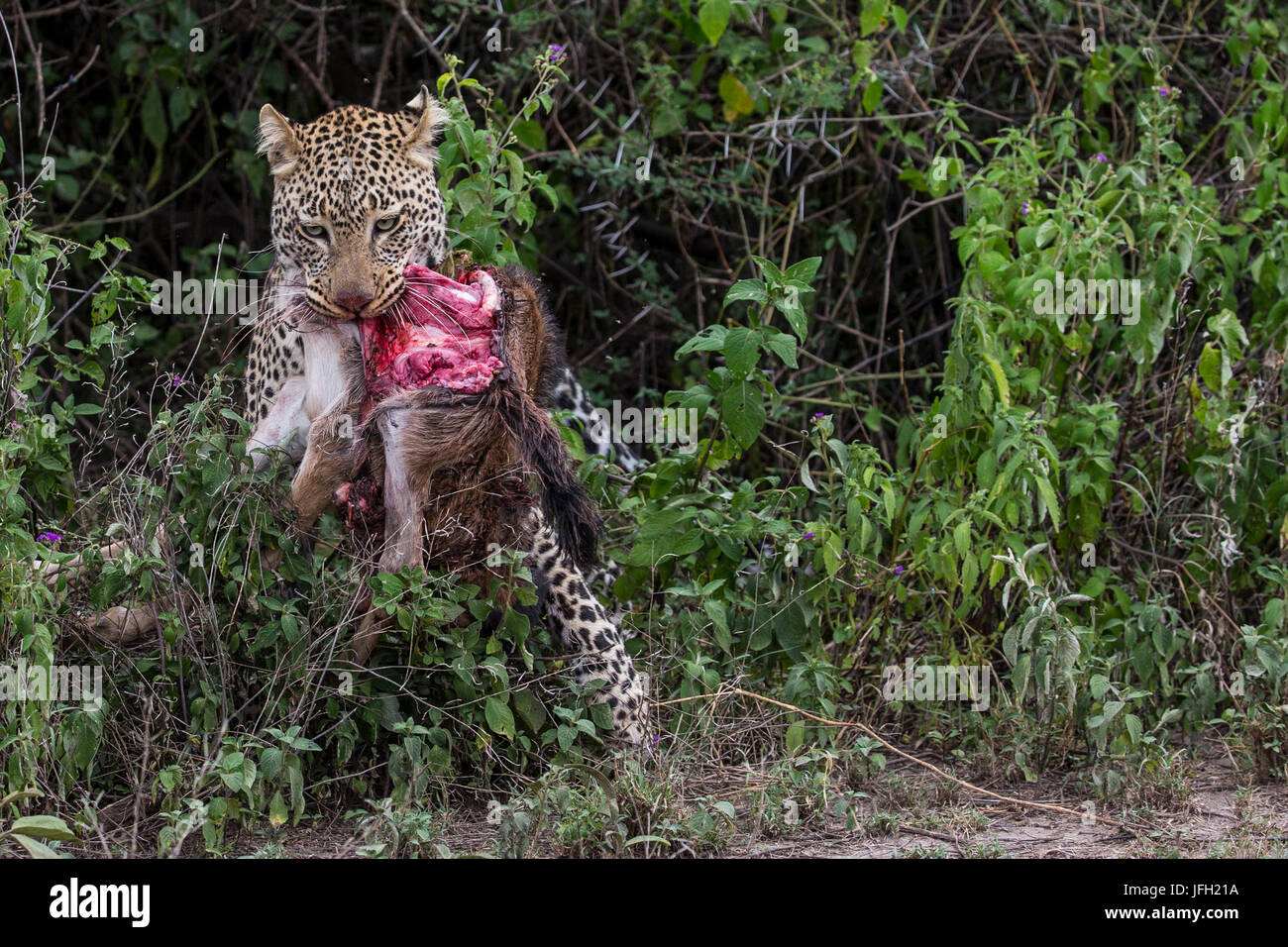 Tanzania, Ndutu area, leopard with gnu's fissure Stock Photo