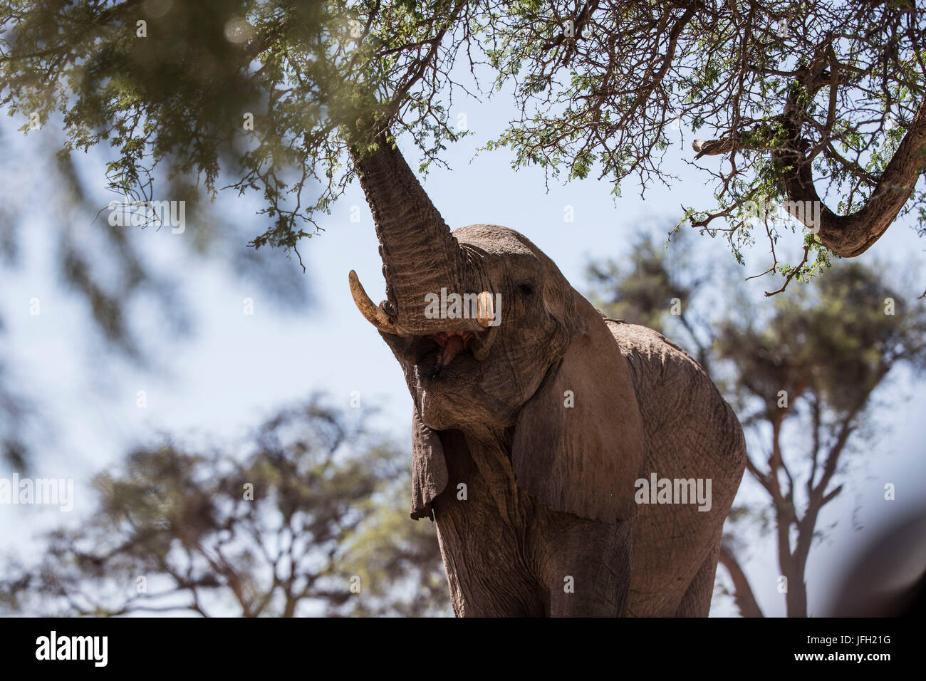 Namibia, region of Kunene, Hoanib, African elephant Loxodonta africana, tree, forks, leaves, eat, Stock Photo