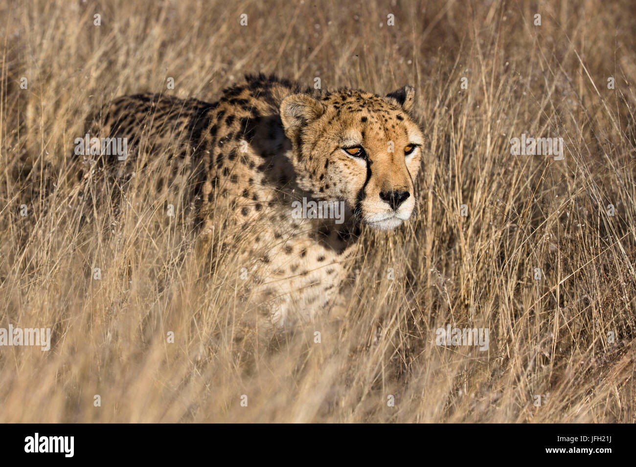 Namibia, region of Khomas, cheetah in the hochen grass Stock Photo