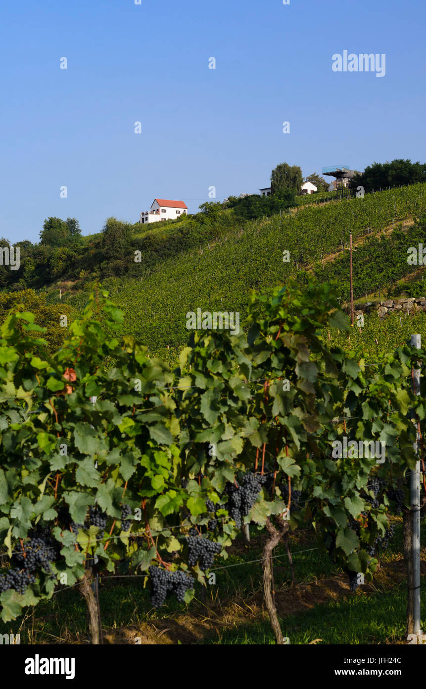 Vineyards in Eisenberg, Austria, Burgenland, German SchützenEisenberg