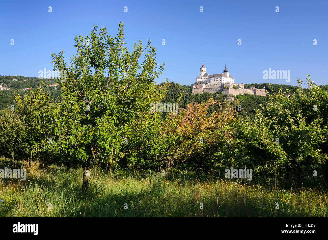 Castle Forchtenstein and apple-trees, Austria, Burgenland, Forchtenstein Stock Photo