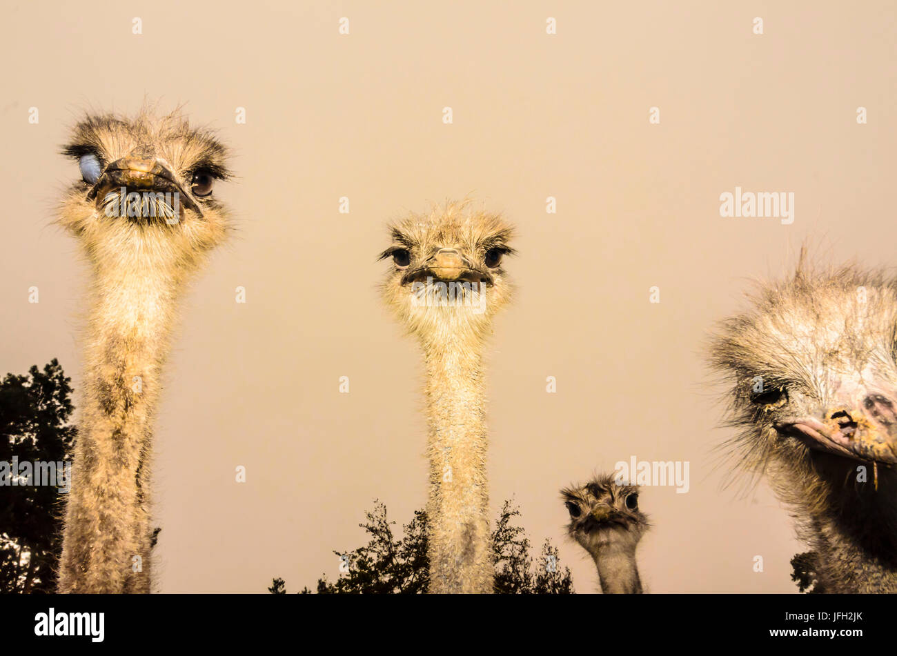 common ostrich (Struthio camelus) in Straußenfarm Stock Photo