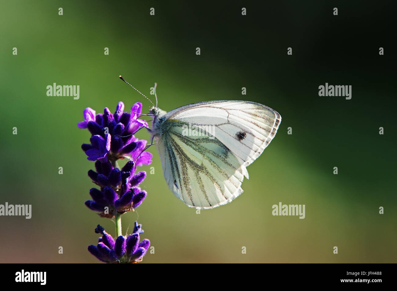 Butterfly on lavender inflorescence Stock Photo