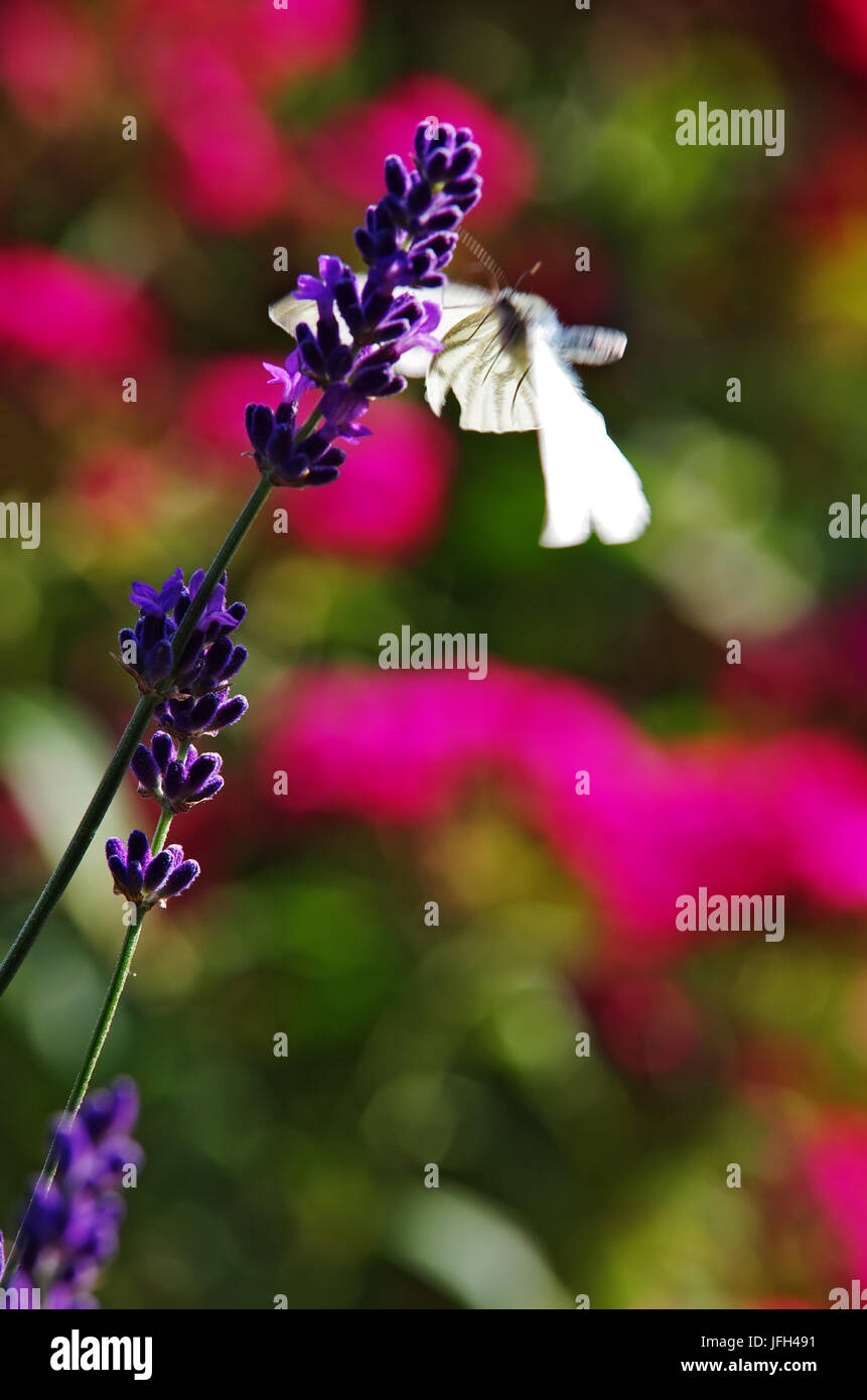Butterfly in flight Stock Photo Alamy