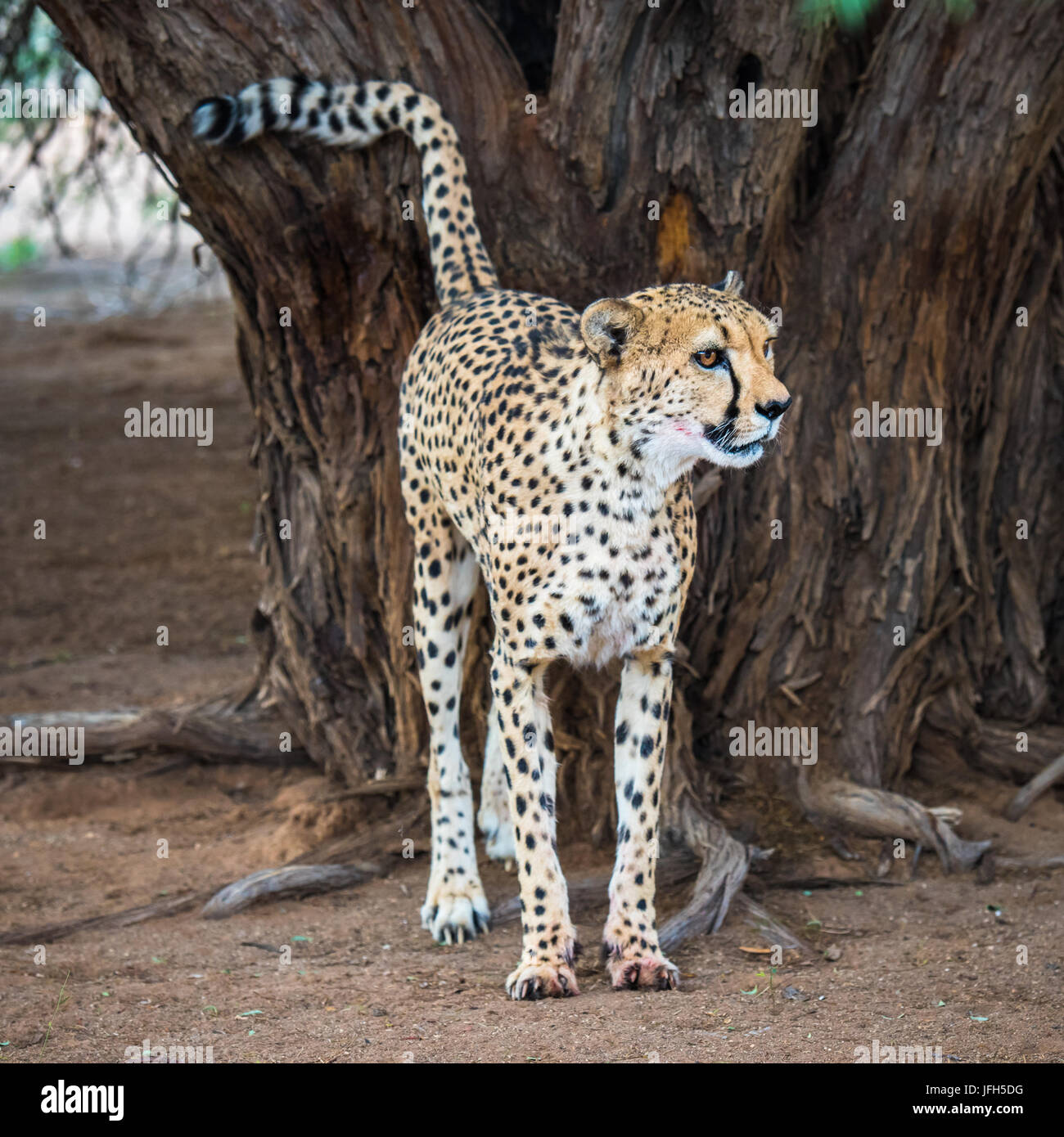 Cheetah in Kalahari desert, Namibia Stock Photo