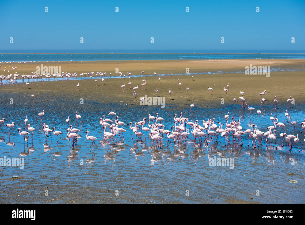 Flock of flamingos at Walvis Bay, Namibia Stock Photo