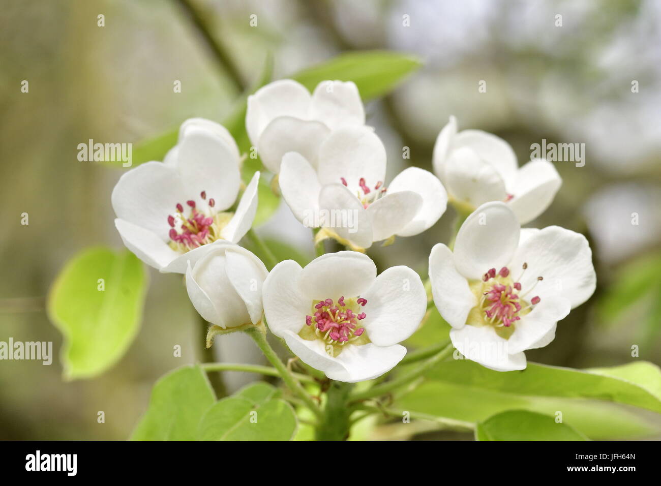 Pear blossoms Stock Photo