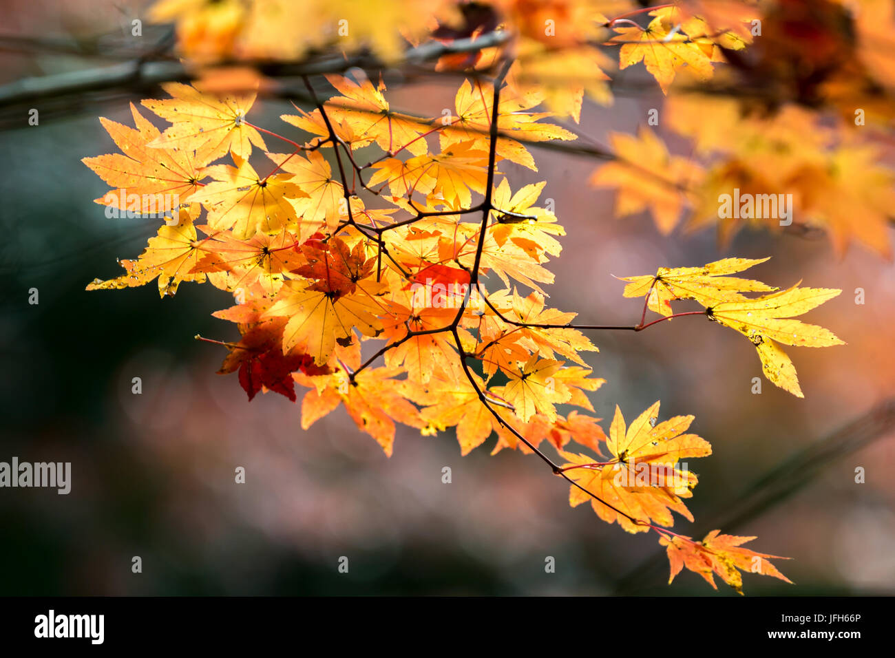 autumn fall background Stock Photo - Alamy