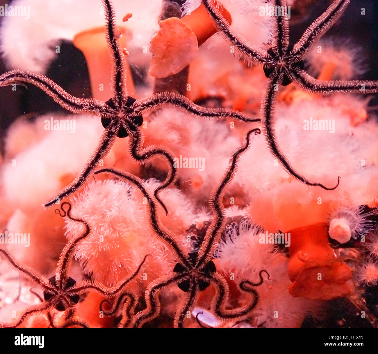 sea animals starfish Stock Photo - Alamy