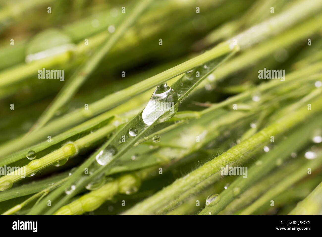 Water drops on blade of grass Stock Photo Alamy
