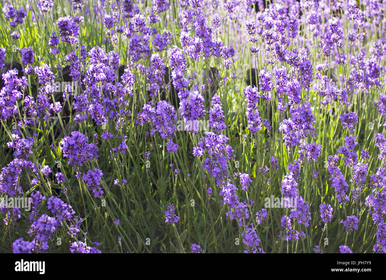Lavender flowers in sunlight Stock Photo Alamy