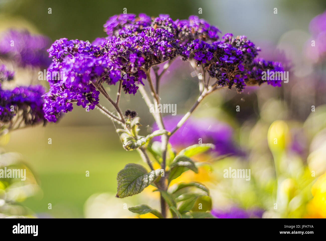 purple-flowers-in-tilt-shift-lens-free-stock-photo