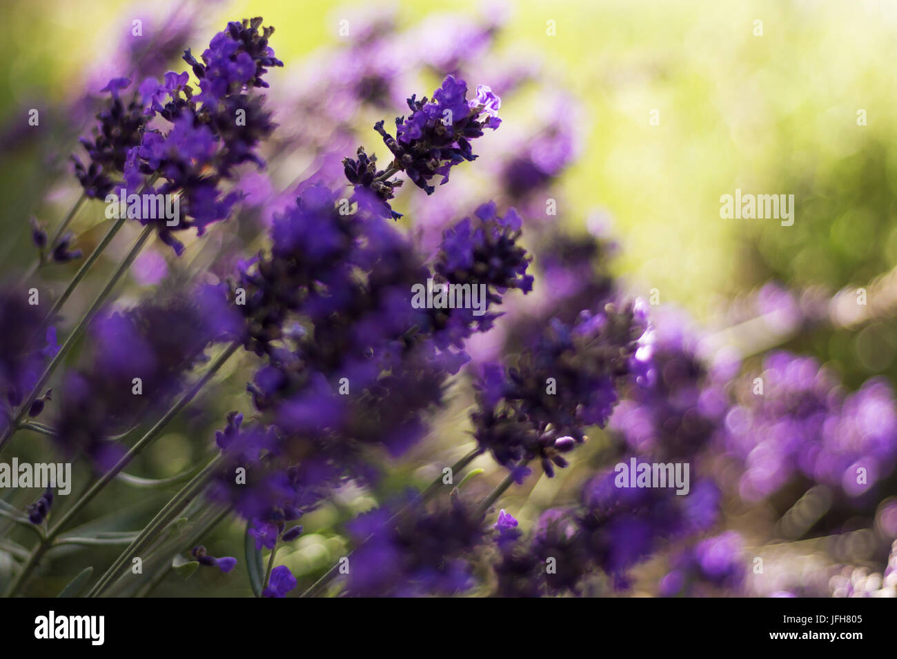 Purple flowers in sunlight Stock Photo - Alamy