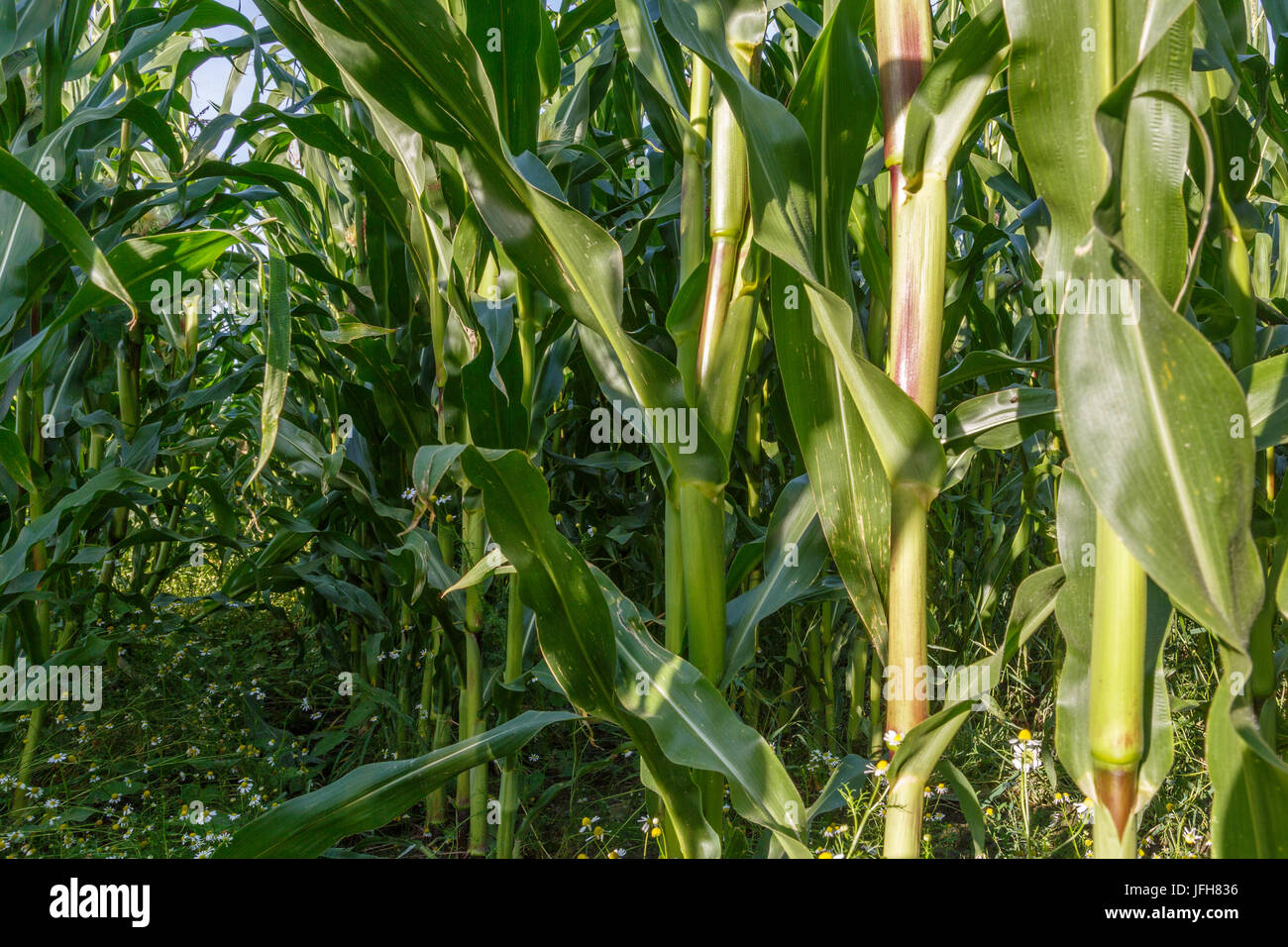 In the corn field Stock Photo