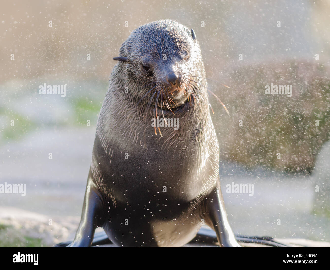 California sea lion Stock Photo