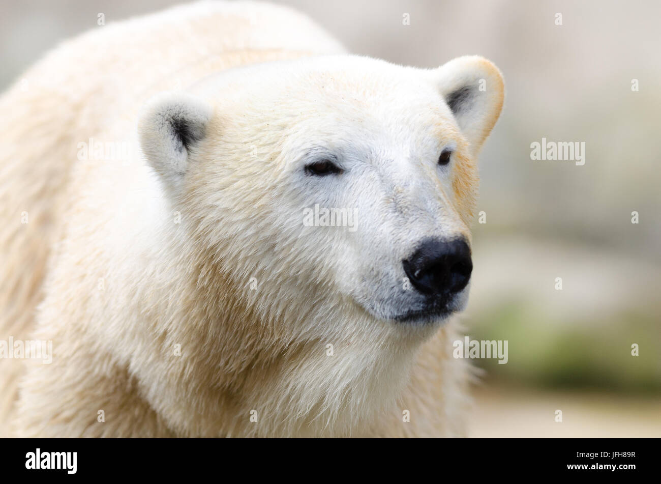 Ice bear Stock Photo