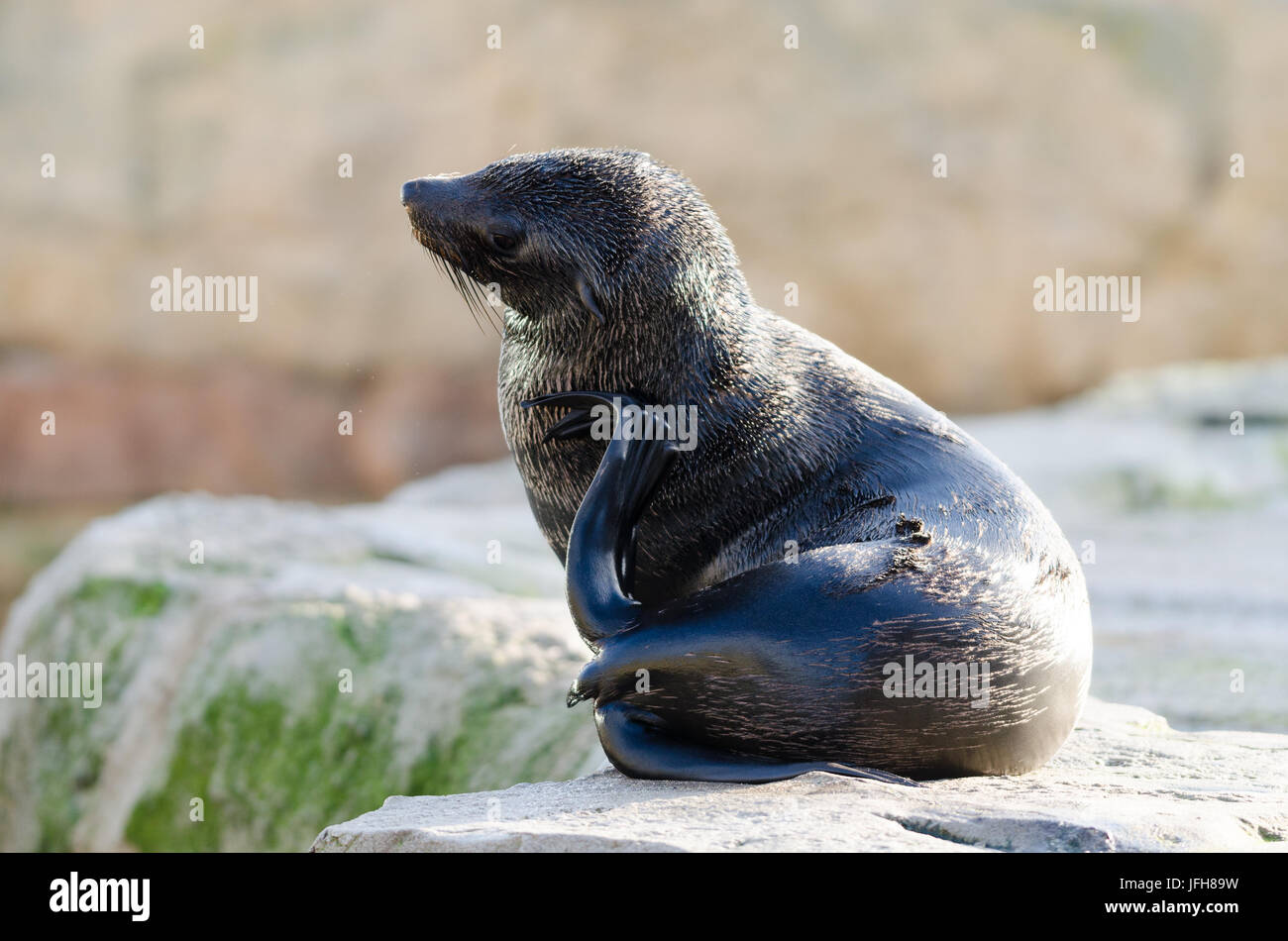 Californian Sea Lion Stock Photo