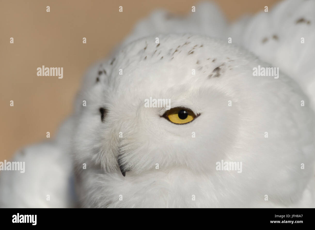 Snowy Owl Stock Photo