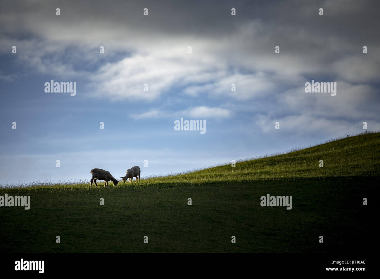 two sheep on a green meadow Stock Photo - Alamy
