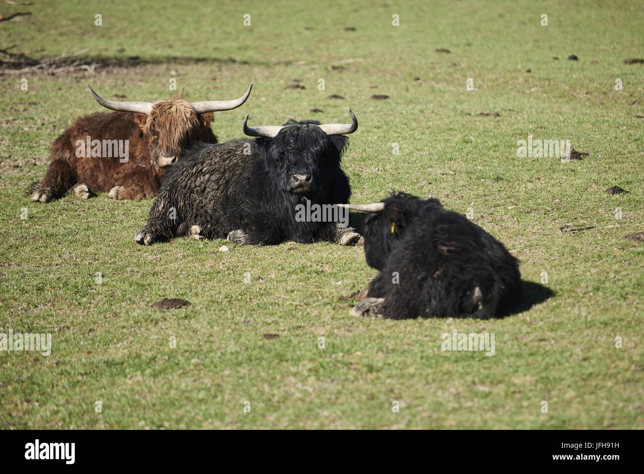 Black highland cow sunny hi-res stock photography and images - Alamy