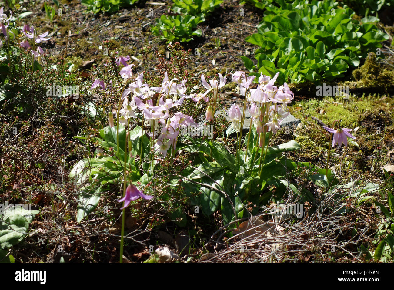 Erythronium revolutum, Red Fawn Lily Stock Photo