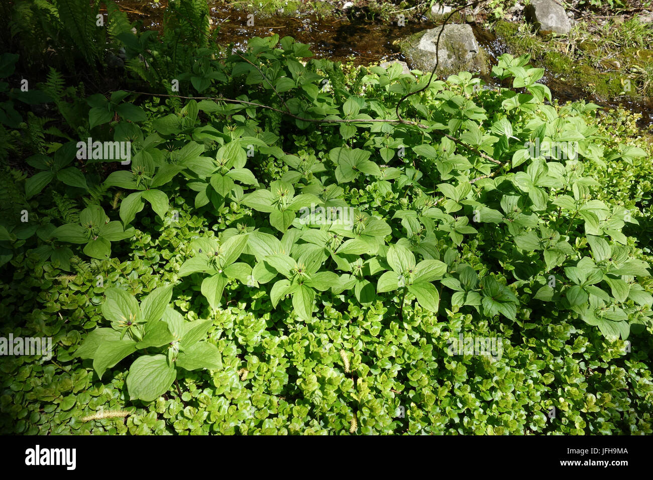 Paris quadrifolia, Herb Paris Stock Photo